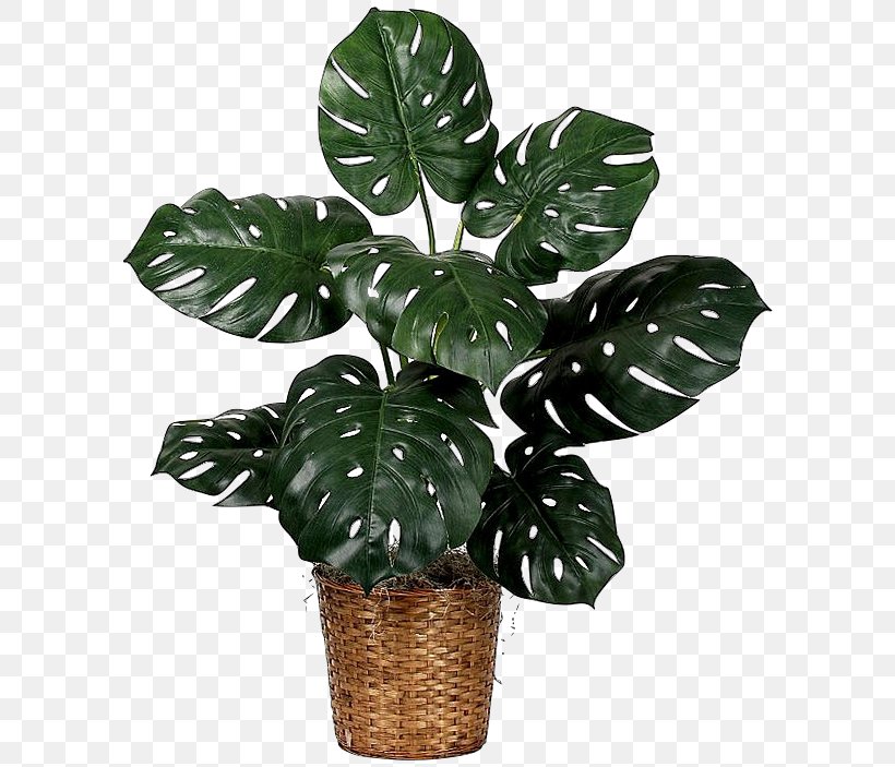 Houseplant Fiddle-leaf Fig Swiss Cheese Plant, PNG, 607x703px, Houseplant, Arrowroot Family, Common Fig, Fiddleleaf Fig, Flowerpot Download Free