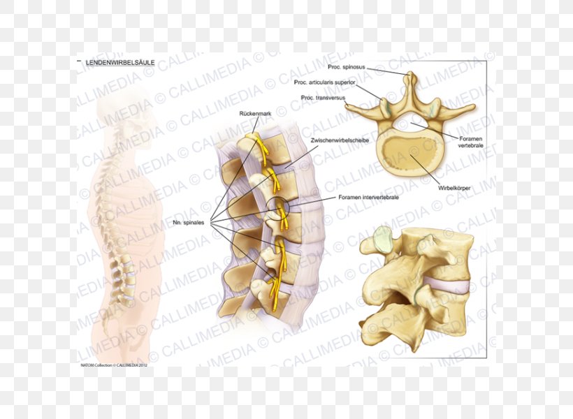 Lumbar Vertebrae Vertebral Column Anatomy Intervertebral Disc, PNG, 600x600px, Watercolor, Cartoon, Flower, Frame, Heart Download Free