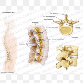 Lumbar Vertebrae Vertebral Column Anatomy Intervertebral Disc PNG