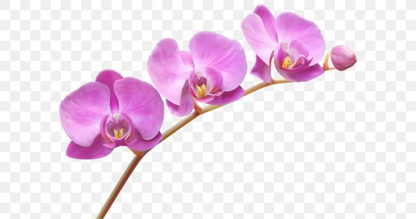 Orchids Flower Clip Art, PNG, 600x432px, Orchids, Blossom, Cattleya Orchids, Cut Flowers, Flora Download Free