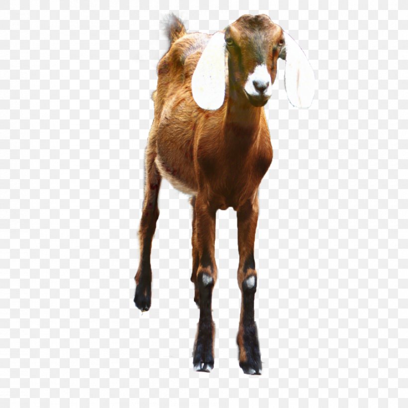 Vector Graphics Clip Art Boer Goat Image, PNG, 900x900px, Boer Goat ...