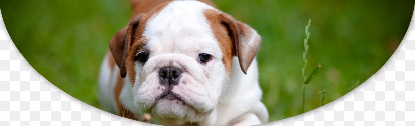 Puppy Pit Bull Bulldog Maltese Dog Bichon Frise, PNG, 2000x610px, Puppy, American Pit Bull Terrier, Animal, Bichon, Bichon Frise Download Free