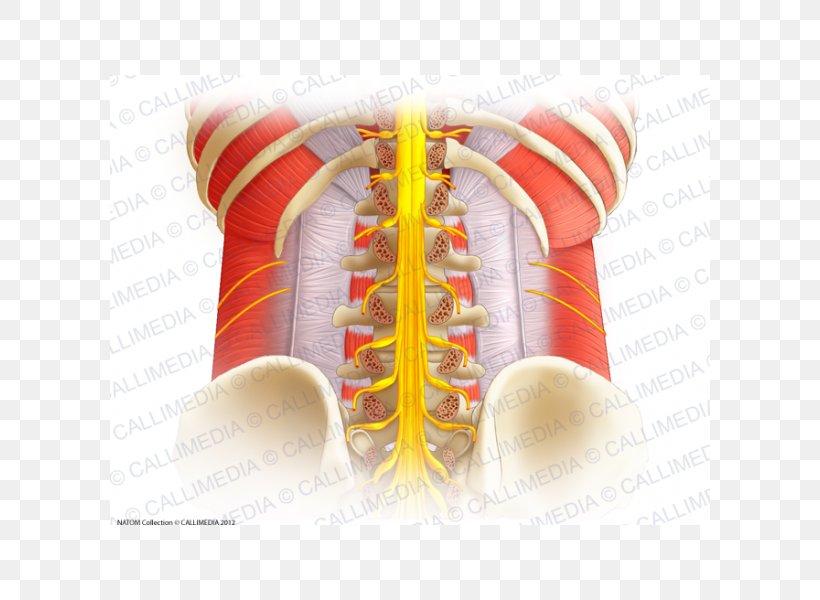 Vertebral Column Spinal Cord Lumbar Vertebrae Anatomy Spinal Nerve, PNG, 600x600px, Vertebral Column, Anatomy, Atlas, Cervical Vertebrae, Coccyx Download Free