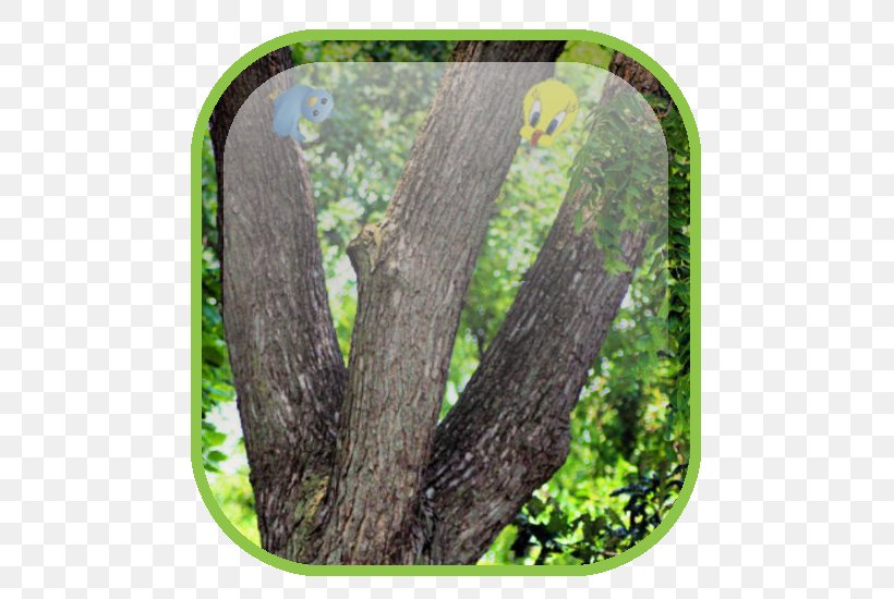 Wood /m/083vt Branching, PNG, 500x550px, Wood, Branch, Branching, Grass, Plant Download Free