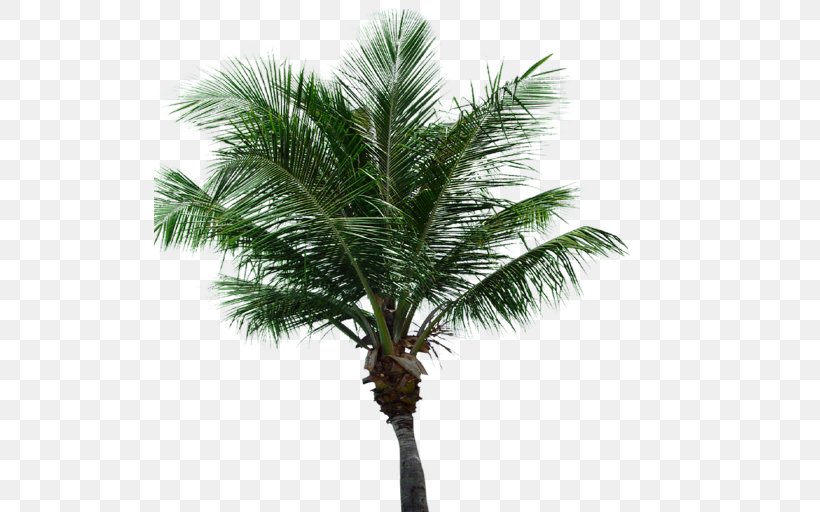 Asian Palmyra Palm Attalea Speciosa Oil Palms Coconut Date Palm, PNG, 512x512px, Asian Palmyra Palm, Arecaceae, Arecales, Attalea, Attalea Speciosa Download Free