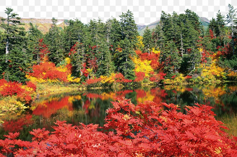 Daisetsuzan National Park Autumn Leaf Color High-definition Television Wallpaper, PNG, 1000x662px, 4k Resolution, Daisetsuzan National Park, Aspect Ratio, Autumn, Autumn Leaf Color Download Free