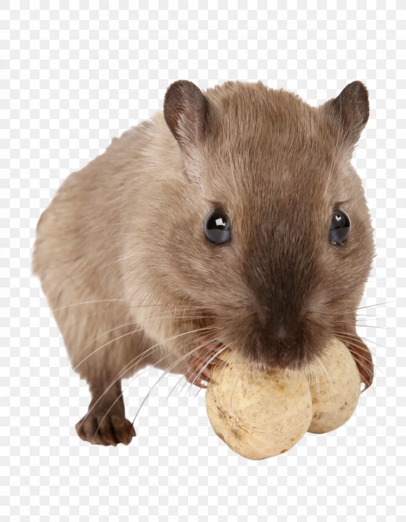 Gerbil Hamster Rodent Pet Guinea Pig, PNG, 2336x3000px, Gerbil, Cat, Djungarian Hamster, Eating, Fauna Download Free