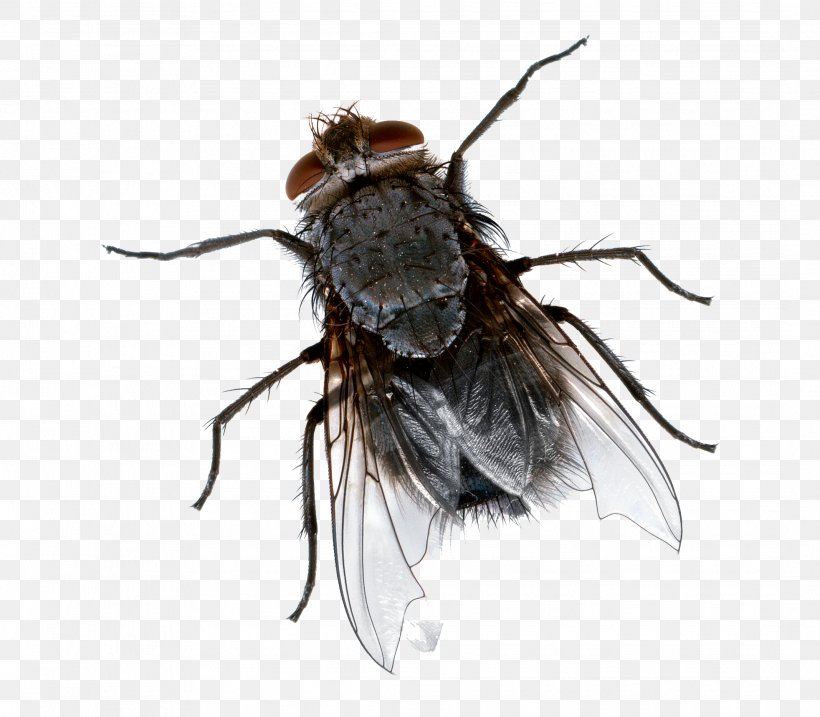 Insect Cockroach Fly-killing Device Mosquito, PNG, 2136x1868px, Insect, Arthropod, Bed Bug, Blue Bottle Fly, Bug Zapper Download Free