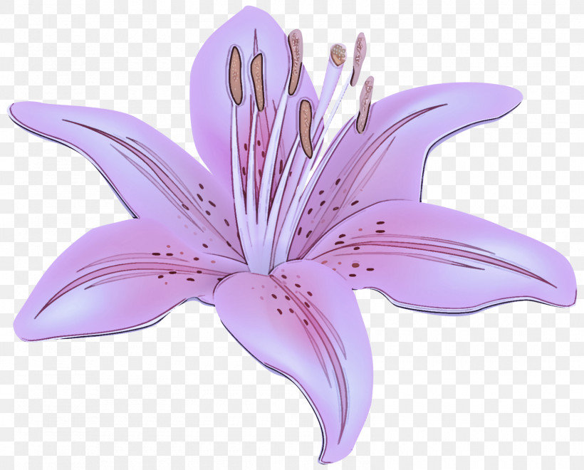 Lavender, PNG, 1600x1288px, Flower, Biology, Lavender, Lilac, Lily M Download Free