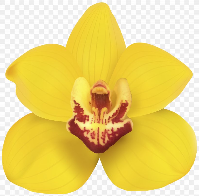 Orchids Flower Desktop Wallpaper Clip Art, PNG, 6000x5901px, Orchids, Cattleya, Cattleya Orchids, Flower, Flowering Plant Download Free