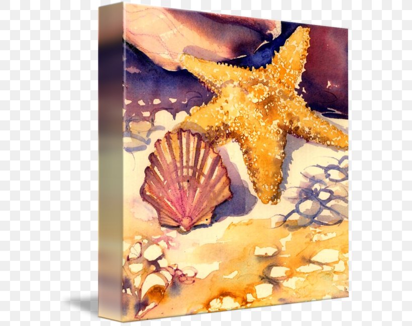 Starfish Seashell, PNG, 582x650px, Starfish, Echinoderm, Invertebrate, Marine Invertebrates, Seashell Download Free