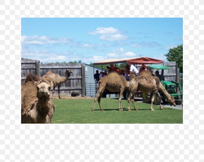 Adirondack Animal Land Dromedary Upstate New York Giraffe Zoo, PNG, 650x650px, Dromedary, Adirondack Mountains, Animal, Arabian Camel, Camel Download Free