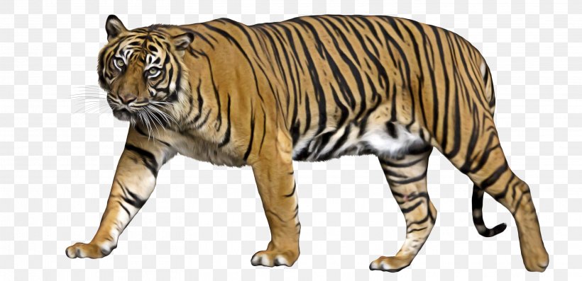 Cats Cartoon, PNG, 3118x1512px, Felidae, Animal Figure, Bengal Tiger, Big Cat, Big Cats Download Free