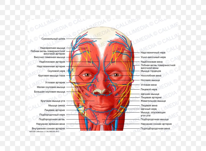 Head And Neck Anatomy Blood Vessel Nerve Supratrochlear Artery Human Head, PNG, 600x600px, Watercolor, Cartoon, Flower, Frame, Heart Download Free