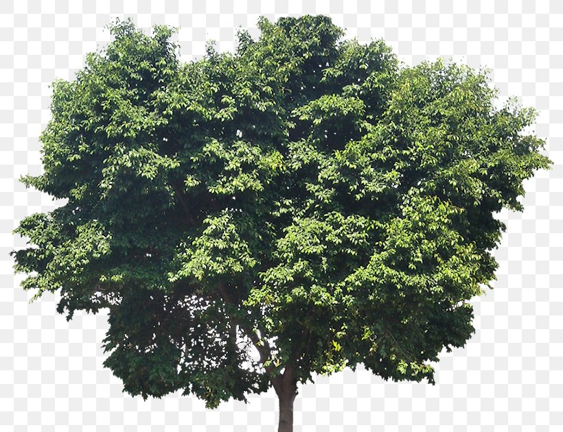 Oak Tree Arborist Evergreen Trunk, PNG, 800x630px, Oak, Arborist, Branch, Evergreen, Fir Download Free