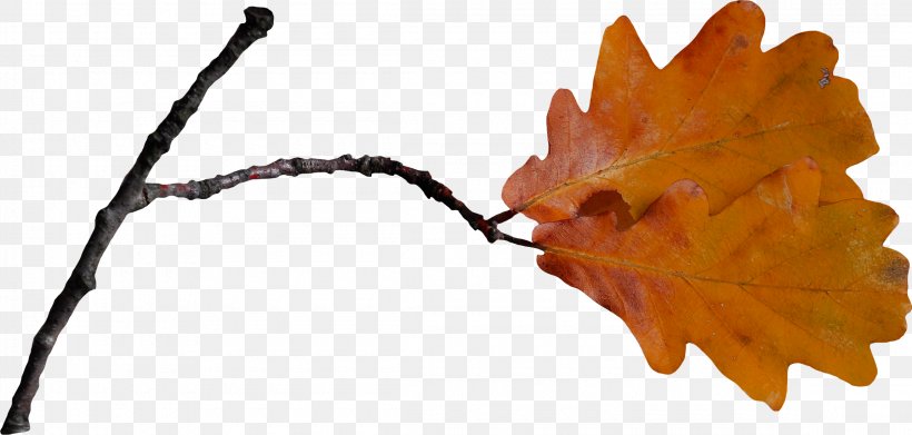 Twig Leaf Branch Clip Art, PNG, 2300x1099px, Twig, Branch, Designer, Leaf, Plant Download Free