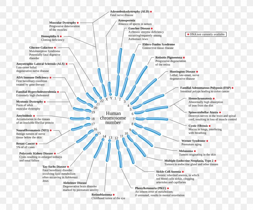 Chromosome Abnormality Genetic Disorder Jacobsen Syndrome Disease, PNG, 1600x1328px, Chromosome Abnormality, Angelman Syndrome, Brand, Chromosome, Deletion Download Free