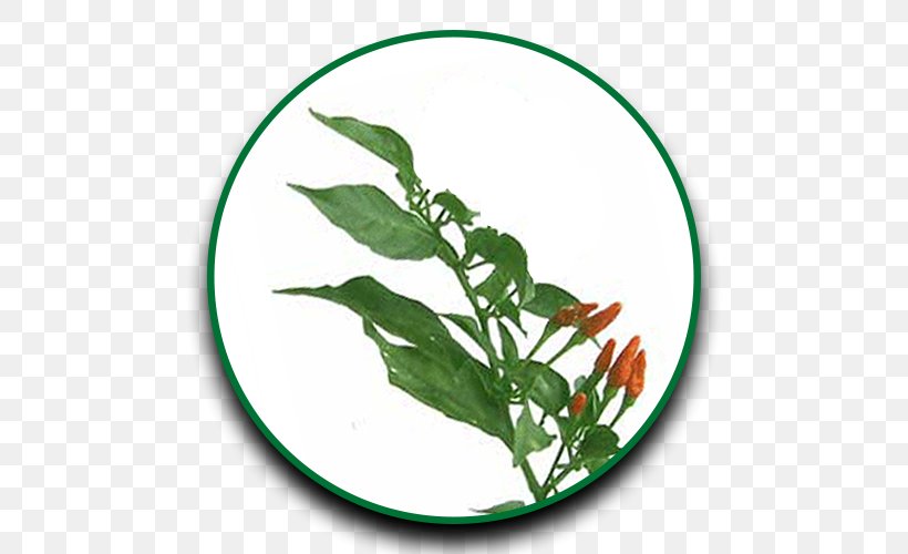 Herb Leaf Drumstick Tree Siling Labuyo Cayenne Pepper, PNG, 500x500px, Herb, Amaranth, Capsicum, Capsicum Annuum, Cayenne Pepper Download Free