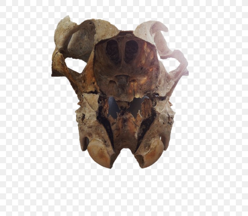 Skull, PNG, 534x715px, Skull, Bone Download Free