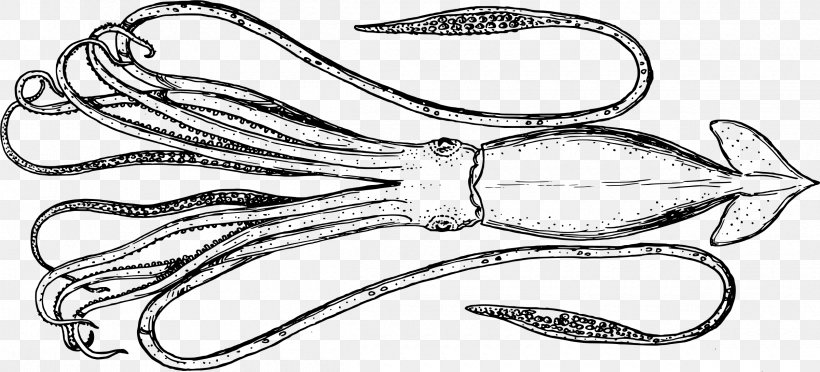 Cephalopod Squid Line Art Clip Art, PNG, 2400x1090px, Cephalopod, Animal, Black And White, Body Jewelry, Cartoon Download Free