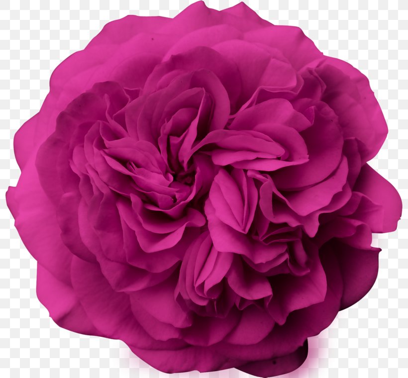 Garden Roses Flower Bouquet Peony Cut Flowers, PNG, 800x760px, Garden Roses, Cabbage Rose, Cut Flowers, Floral Design, Flower Download Free
