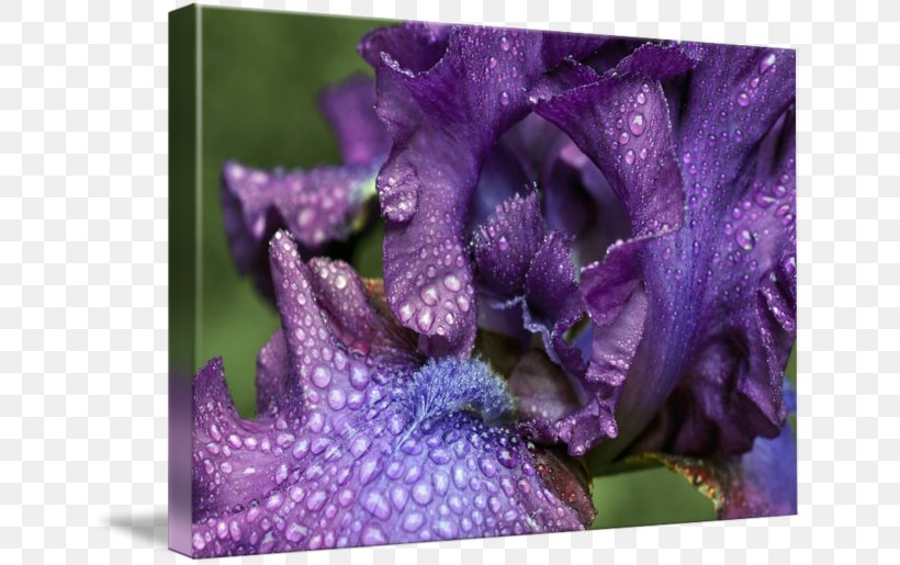 Violet Family Violaceae, PNG, 650x515px, Violet, Family, Flower, Iris, Lavender Download Free