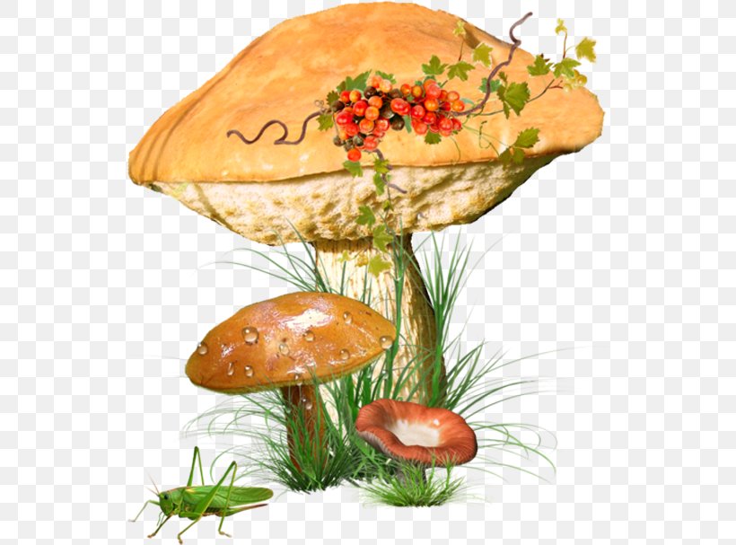 Edible Mushroom Common Mushroom Poster Image, PNG, 536x607px, Edible Mushroom, Agaric, Agaricus, Autumn, Common Mushroom Download Free