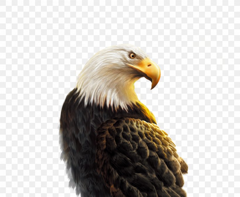 Android Eagle Hawk Computer File, PNG, 3130x2569px, Android, Accipitriformes, Android Application Package, Application Software, Bald Eagle Download Free