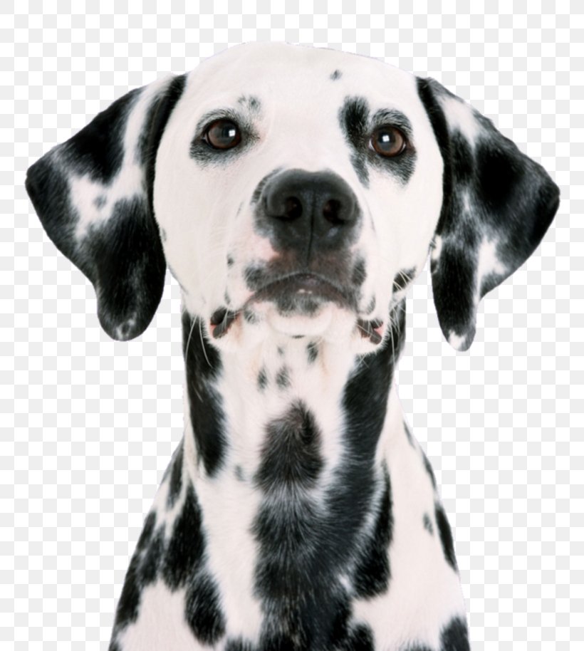 Dalmatian Dog Pet Sitting Puppy Pug, PNG, 800x914px, Dalmatian Dog, Animal, Carnivoran, Companion Dog, Dalmatian Download Free