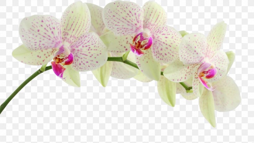 Dendrobium Orchids Flower Clip Art, PNG, 2547x1442px, Orchids, Boraginaceae, Bud, Cut Flowers, Dendrobium Orchids Download Free