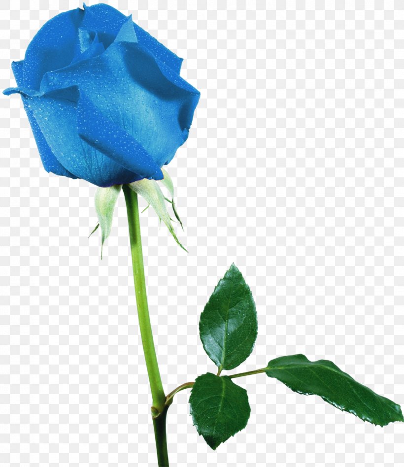 Flower Beach Rose Garden Roses Blue Rose Photography, PNG, 1505x1740px, Flower, Beach Rose, Blue, Blue Rose, Bud Download Free
