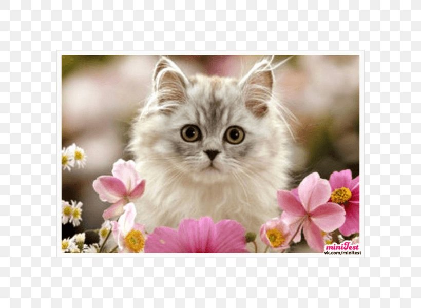 Kitten Persian Cat Birman Felidae Cuteness, PNG, 600x600px, Kitten, Asian Semi Longhair, Birman, Black Cat, British Semi Longhair Download Free