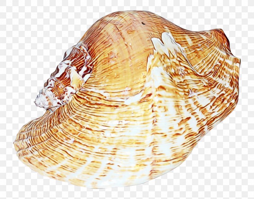 Snail Cartoon, PNG, 1442x1136px, Cockle, Bivalve, Clam, Conch, Conchology Download Free