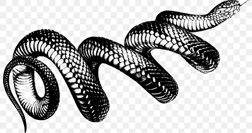 The Snakes Of Australia Vipers Clip Art, PNG, 800x434px, Snake, Black And White, Drawing, Kingsnake, Monochrome Download Free
