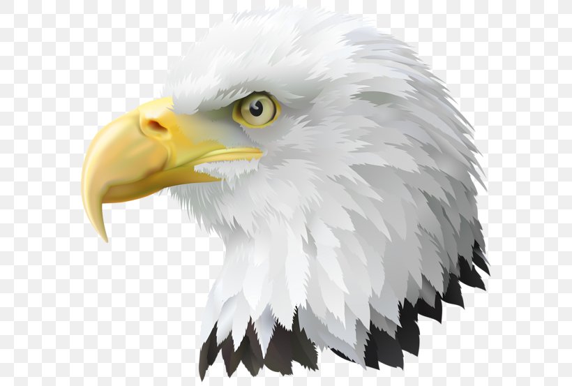 United States Bald Eagle Clip Art, PNG, 600x553px, United States, Accipitriformes, American Eagle Outfitters, Bald Eagle, Beak Download Free