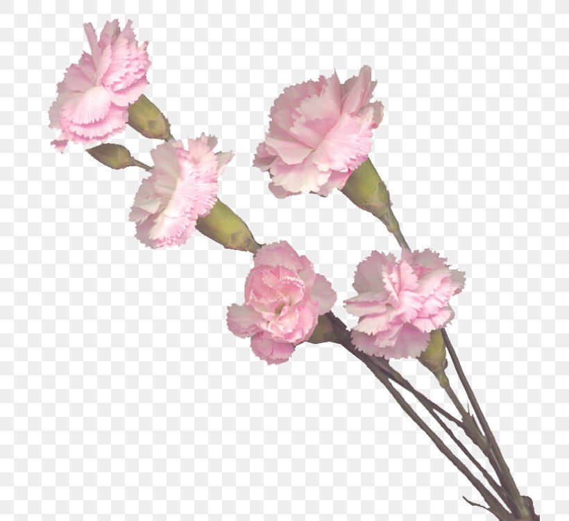 Carnation Cut Flowers Pink Flowers, PNG, 736x750px, Carnation, Artificial Flower, Blossom, Branch, Cherry Blossom Download Free