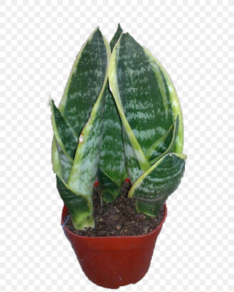 Green Plant, PNG, 768x1024px, Green, Aloe, Aloe Vera, Cactus, Chart Download Free