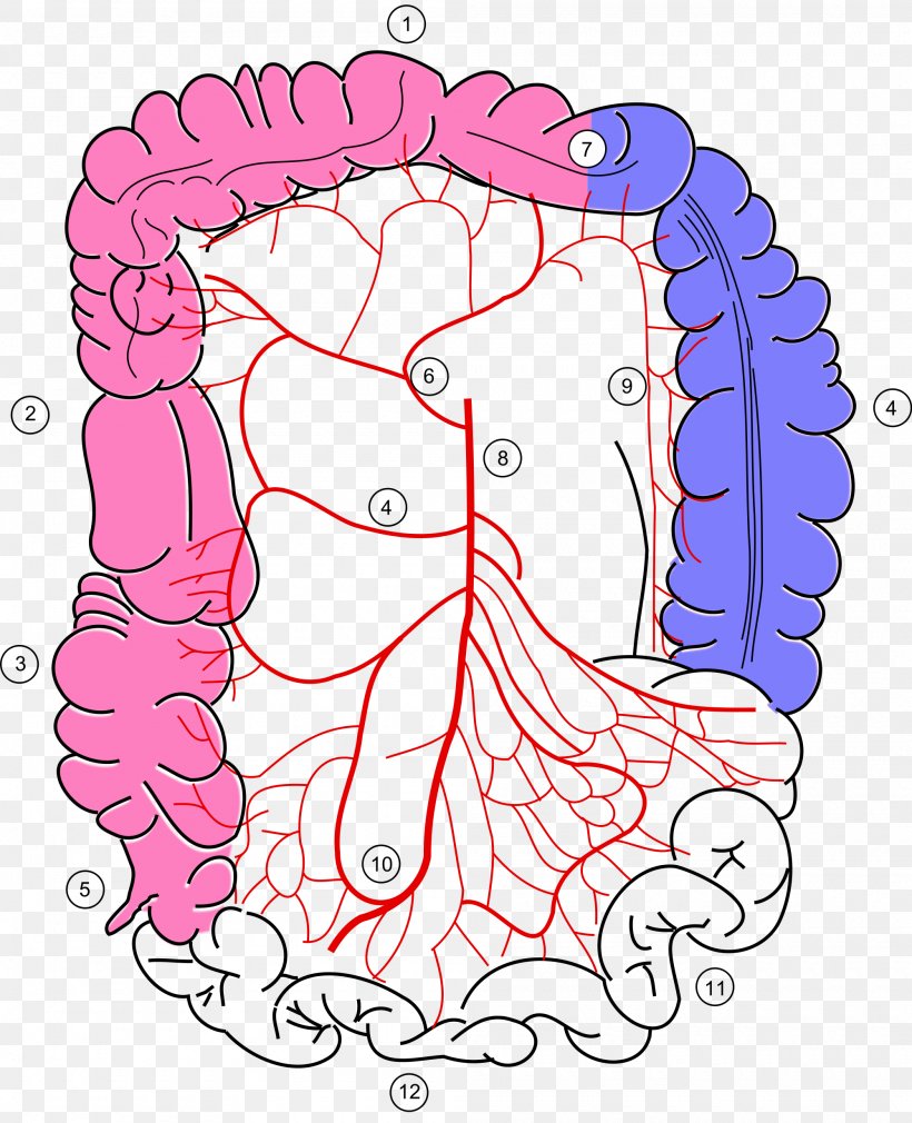 Large Intestine Superior Mesenteric Artery Sigmoid Colon Middle Colic Artery, PNG, 2000x2464px, Watercolor, Cartoon, Flower, Frame, Heart Download Free