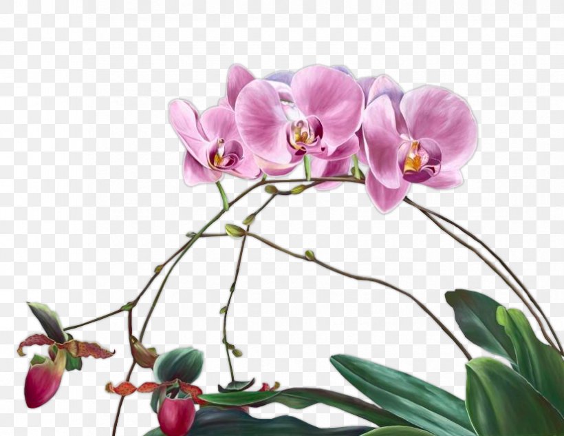Moth Orchids Cut Flowers Floral Design Plant Stem, PNG, 825x637px, Moth Orchids, Blossom, Branch, Cut Flowers, Flora Download Free