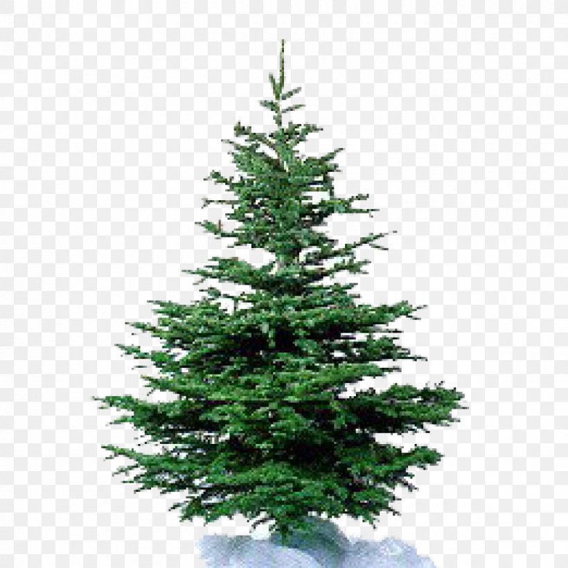 Nordmann Fir Artificial Christmas Tree Pine, PNG, 1200x1200px, Nordmann Fir, Artificial Christmas Tree, Christmas, Christmas Decoration, Christmas Ornament Download Free