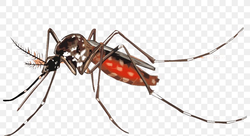 Yellow Fever Mosquito Dengue Mosquito Control Vector, PNG, 800x445px, Mosquito, Aedes Albopictus, Ant, Arthropod, Chikungunya Virus Infection Download Free
