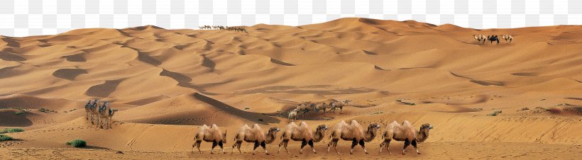 Camel Great Sandy Desert Erg, PNG, 6375x1763px, Camel, Aeolian Landform, Badlands, Camel Like Mammal, Desert Download Free