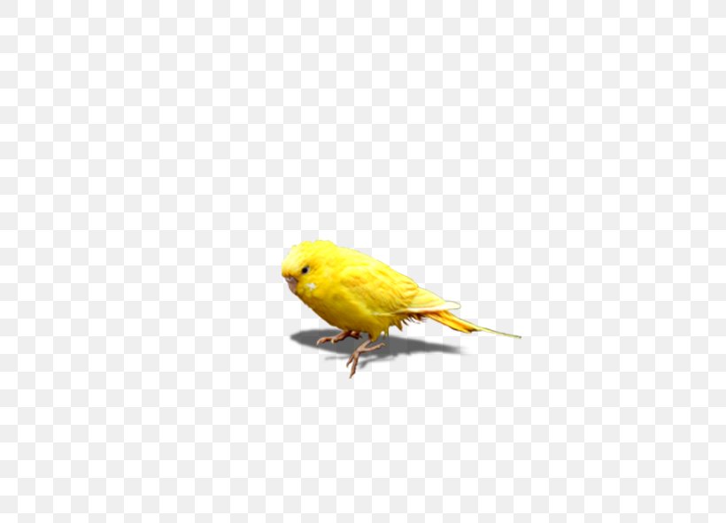 Chicken Icon, PNG, 591x591px, Chicken, Animal, Atlantic Canary, Beak, Bird Download Free