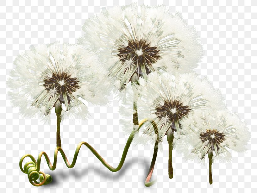 Flower Blog Clip Art, PNG, 788x616px, Flower, Blog, Chrysanths, Cut Flowers, Daisy Download Free