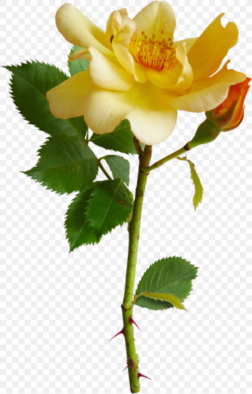 Garden Roses Rosa Chinensis Flower Clip Art, PNG, 1024x1600px, Garden Roses, Bud, Color, Cut Flowers, Flower Download Free