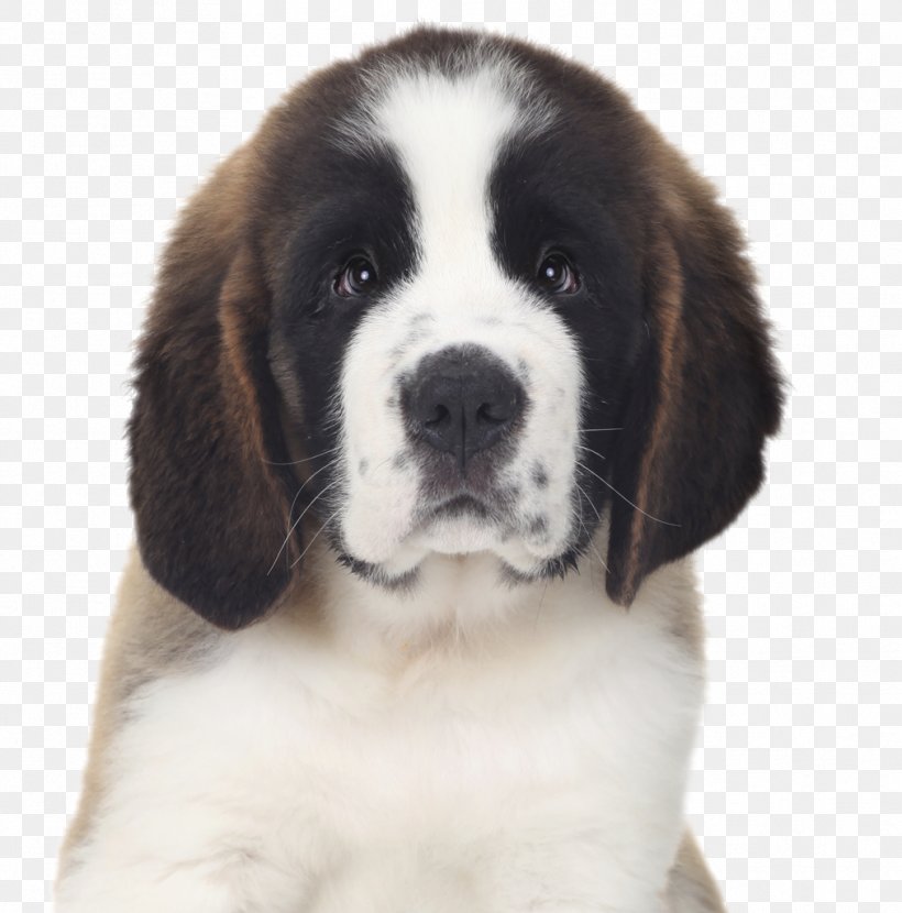 German Pinscher Miniature Pinscher Puppy St. Bernard Bulldog, PNG, 1013x1026px, German Pinscher, Black Russian Terrier, Breed, Bulldog, Carnivoran Download Free