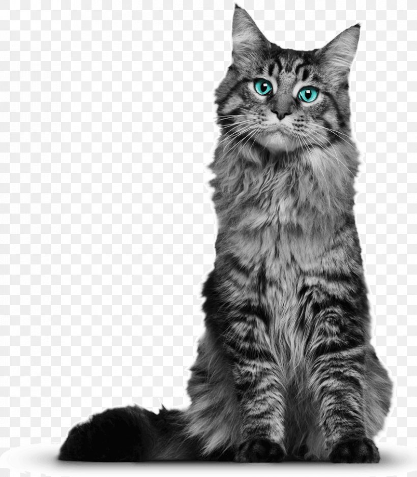 Maine Coon Kitten Ragdoll Bengal Cat Norwegian Forest Cat, PNG, 851x974px, Maine Coon, American Wirehair, Bengal Cat, Black And White, Black Cat Download Free