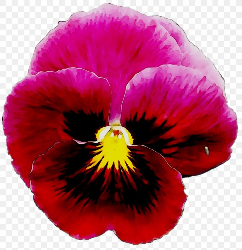 Pansy Annual Plant Magenta Plants, PNG, 999x1032px, Pansy, Annual Plant, Botany, Cattleya, Dendrobium Download Free