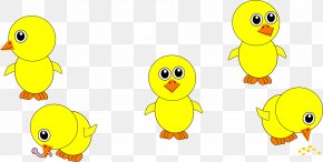 Yellow Chickens - Chicken Cartoon Kifaranga Clip Art PNG
