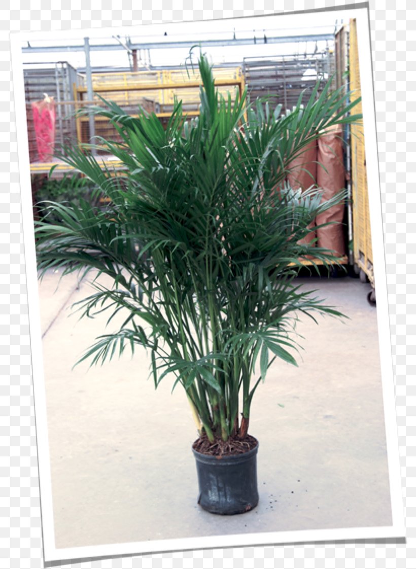Date Palm Flowerpot Houseplant Herb Shrub, PNG, 786x1122px, Date Palm, Arecales, Evergreen, Flowerpot, Grass Download Free
